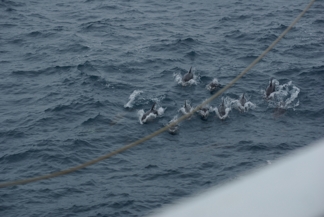 Dolphins approaching the ship to ride in the bow wave