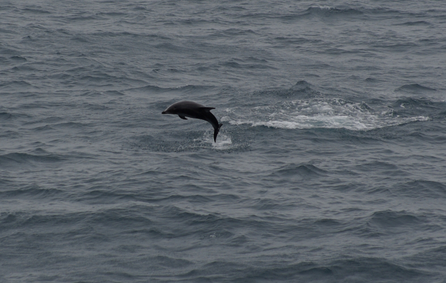 Leaping dolphin
