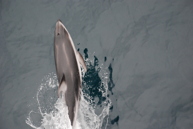 Looking down on  a leaping dolphin