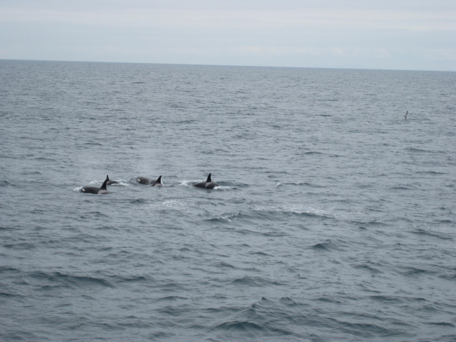 Dolphin heading away from ship