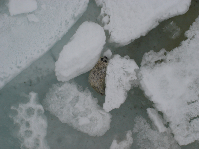 Seal pup in ice