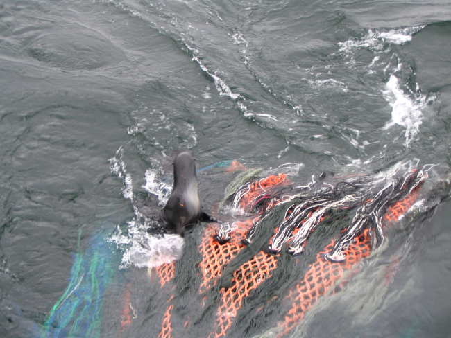 Hair seal caught in net
