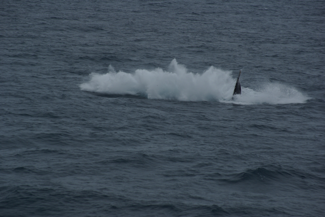 Breaching humpback whale landing with a crash