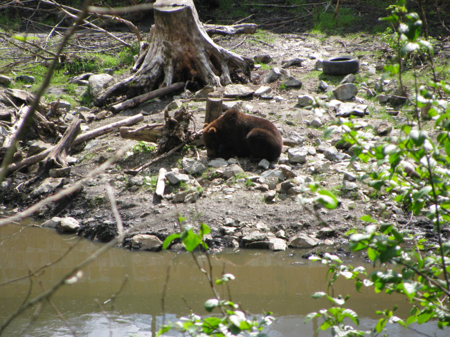 Brown bear at water's edge