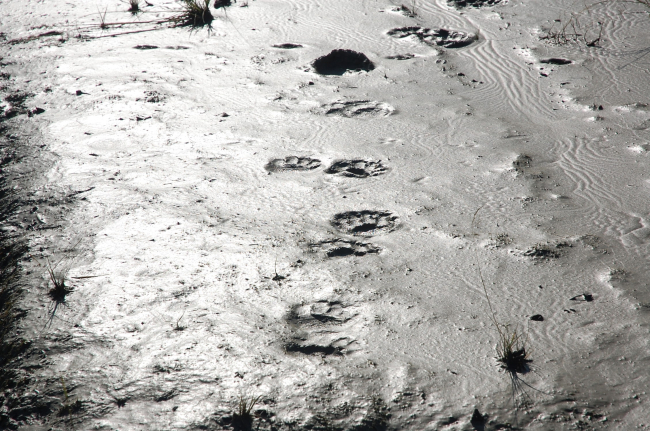Bear tracks in the mud