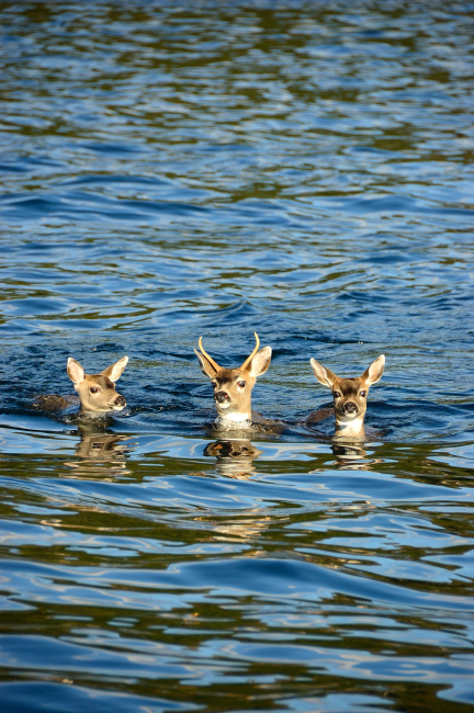Deer out for a swim
