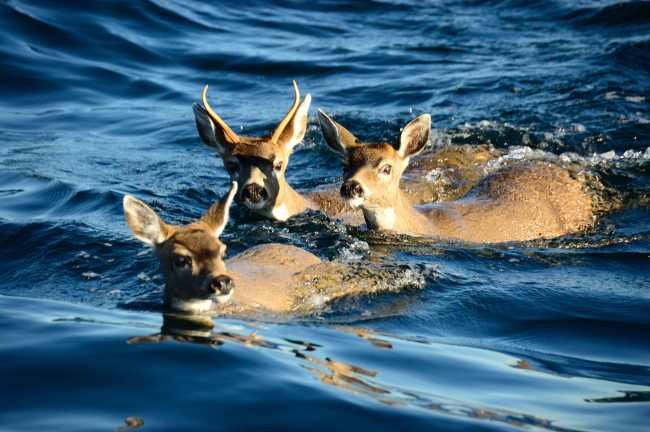 Deer out for a swim