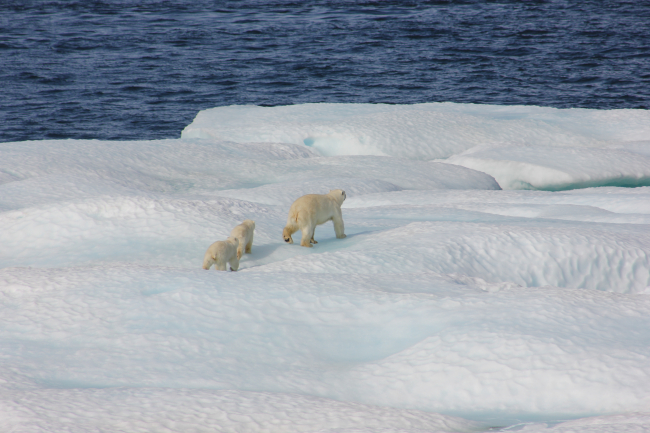Polar bear and two cubs on ice floe