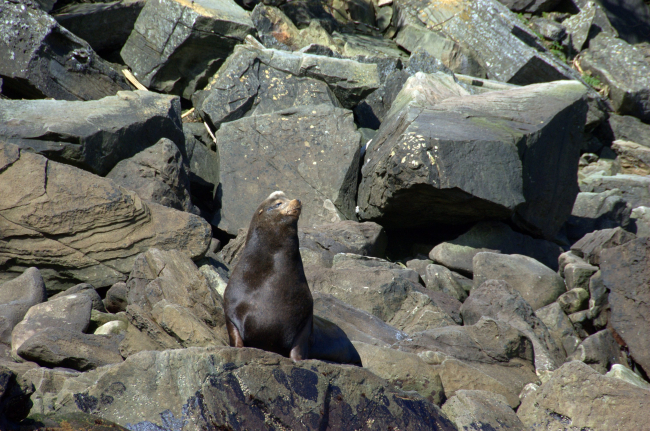 Northern fur seal