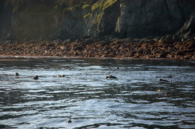 Sea otters in a kelp bed near a rocky shore