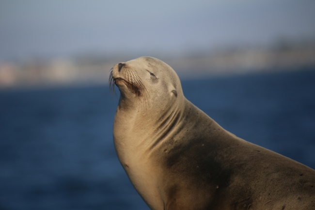 Steller sea lion posing