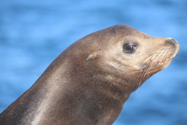 Head shot of Steller sea lion