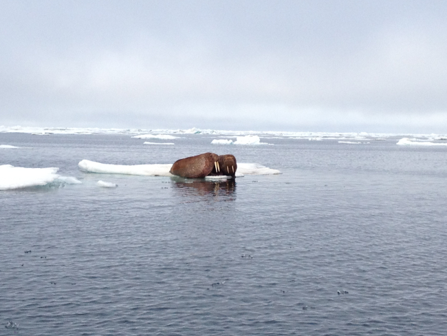 Walruses on an ice floe
