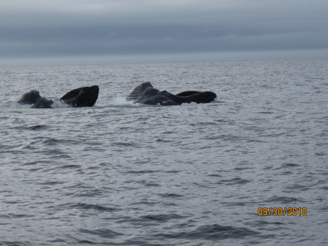 Humpback whales feeding