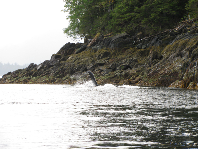 Humpback whale in close proximity to shore