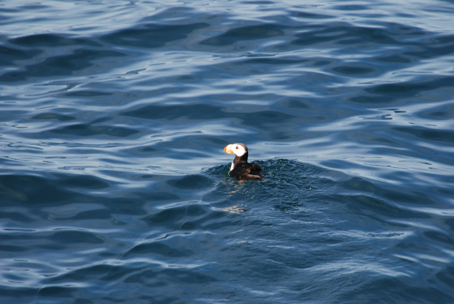 Horned puffin swimming