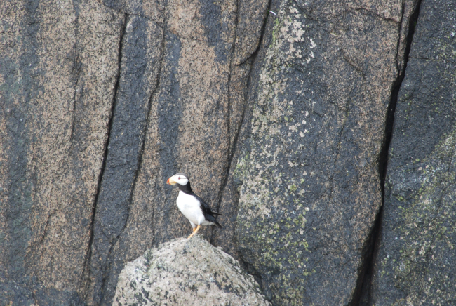 A horned puffin
