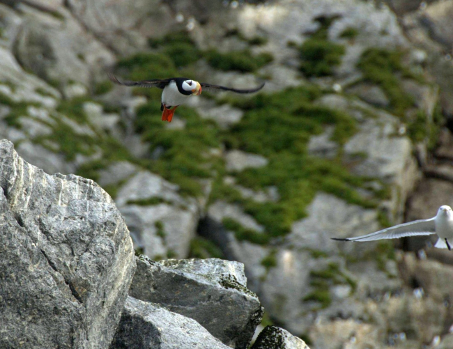 Horned puffin in flight