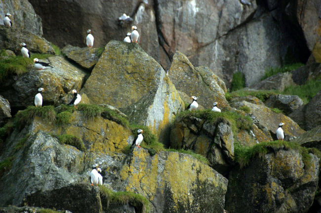 Horned puffins