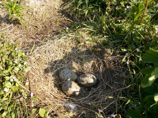 Willow ptarmigan eggs