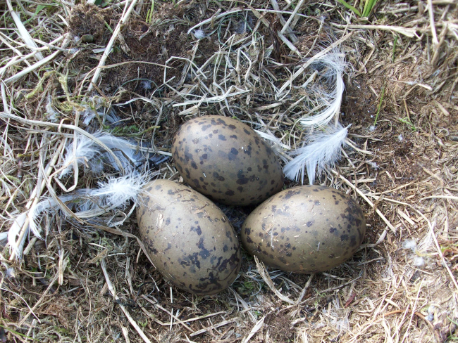 Willow ptarmigan eggs