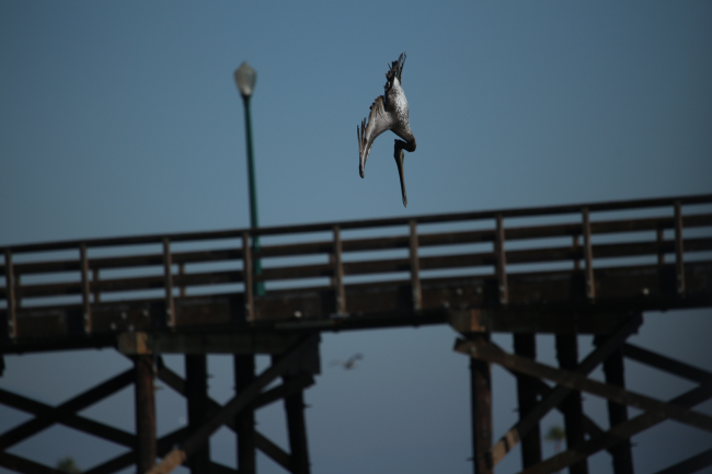 California brown pelican going vertical