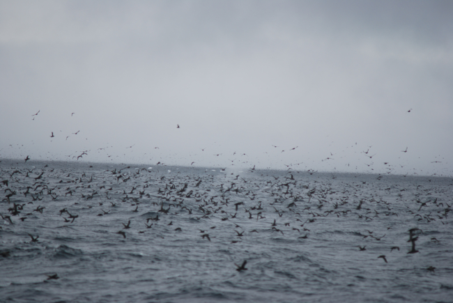 A profusion of sea birds with a blowing whale in the center