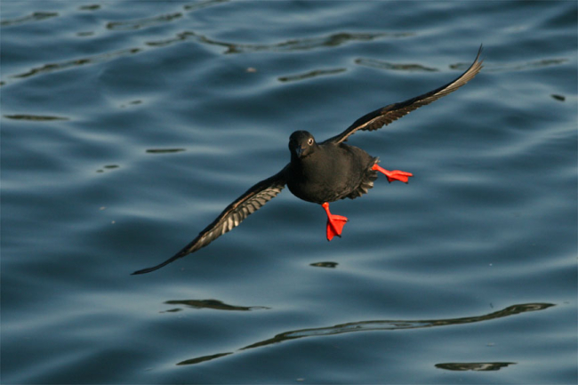 Sea bird in flight