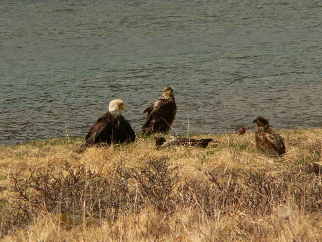 Bald eagles with fledgling