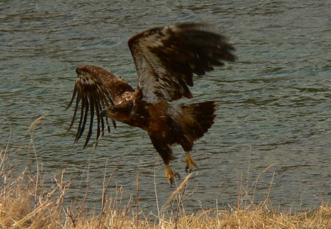 Young bald eagle taking flight