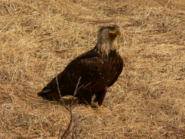 Scruffy looking bald eagle
