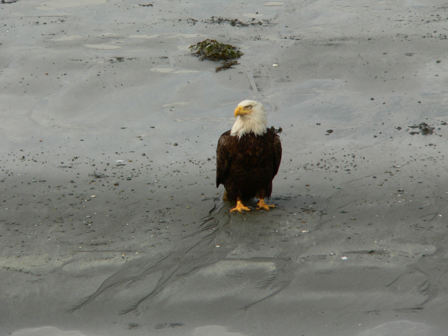 Bald eagle on tidal flats