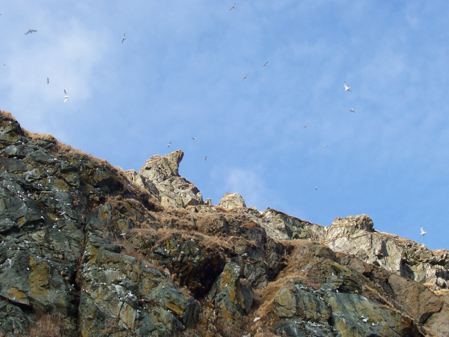 Possibly kittiwakes flying high above the cliffs of Little Diomede Island