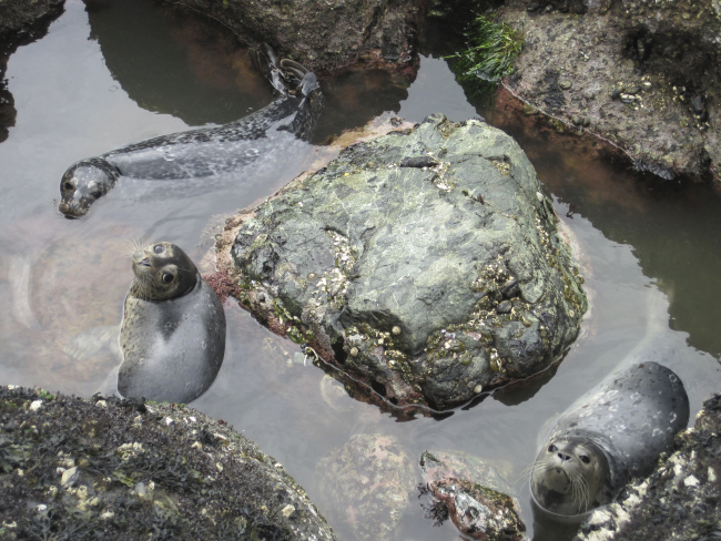 Harbor seal pups hanging out in a tide pool