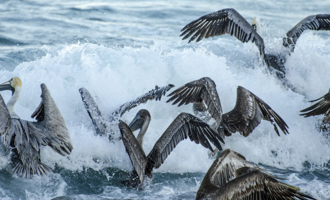 A squadron of pelicans crashing into waves while feeding