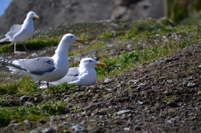 Gulls face into the wind as they rest atop a cliff