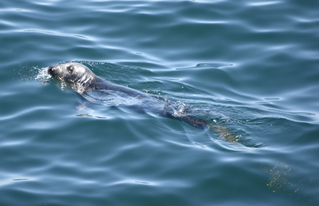 Harbor seal that has just defecated in the water