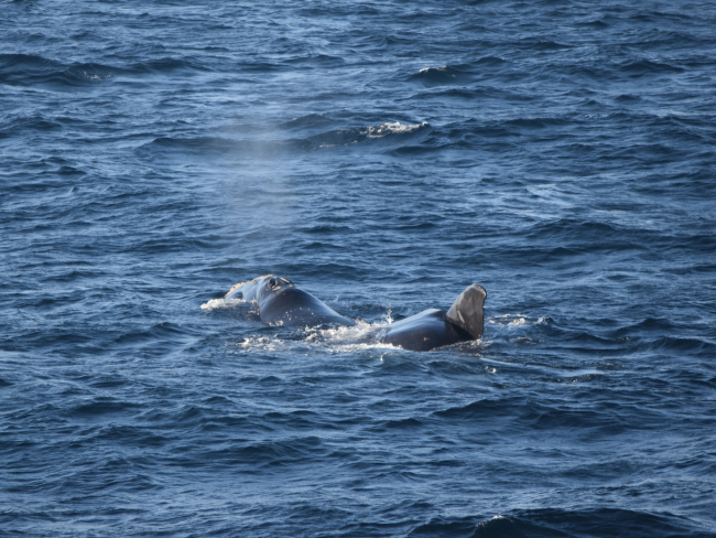 North Atlantic Right Whale calf rolling over the back of its mother