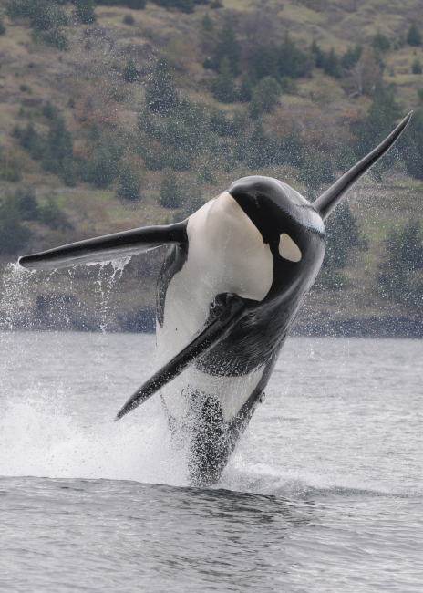 Resident Southern Killer Whale, an endangered species