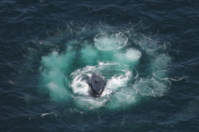 Humpback whale bubble feeding as seen from the air