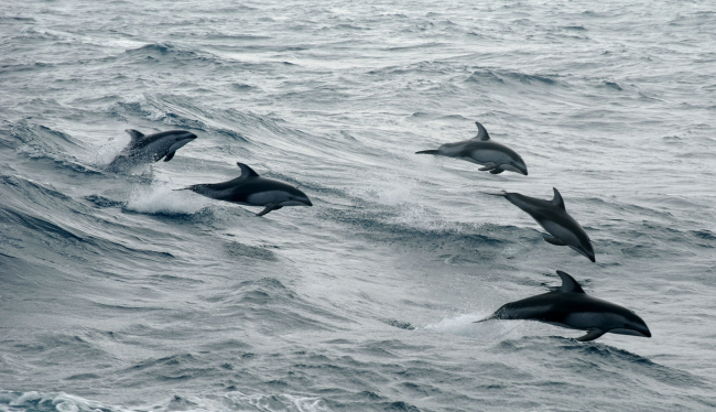 Tropical dolphins