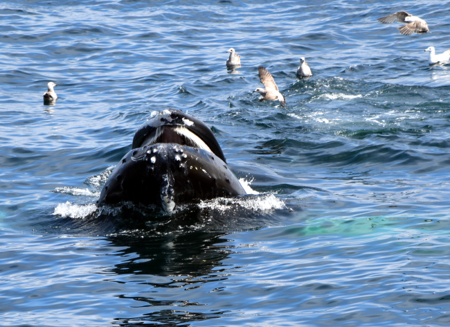 Northern right whale