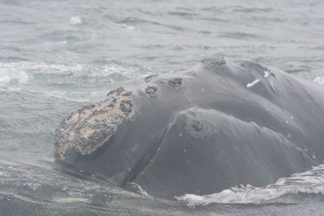 North Atlantic right whale showing callosities on head