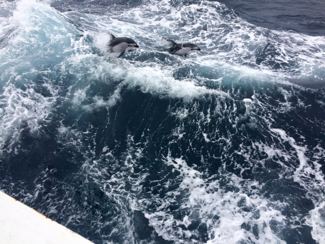 Pacific white-sided dolphin ride the waves near the port stern, seemingly forthe sheer joy of it