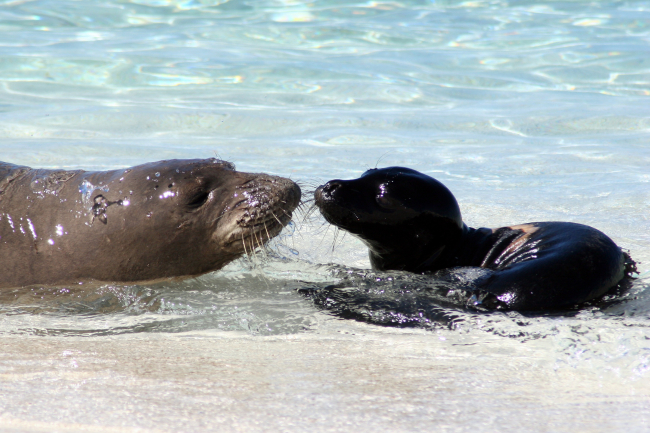 Mother and pup Hawaiian monk seals, an endangered species