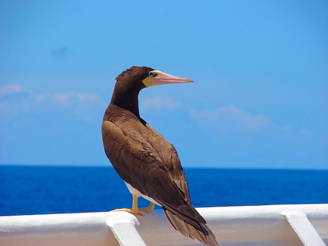 A brown booby hitching a ride on the NOAA Ship OKEANOS EXPLORER