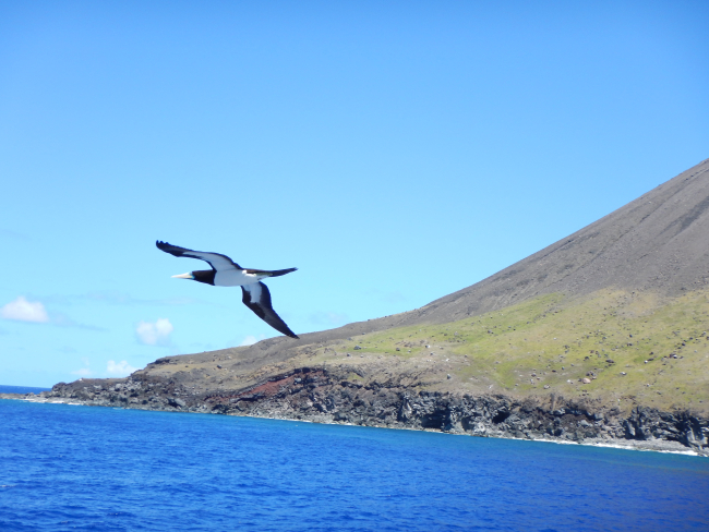 Booby in flight off a volcanic island