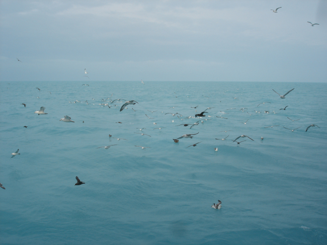 Marine birds waiting for dinner as nets are hauled in on the NOAA Ship OSCARDYSON