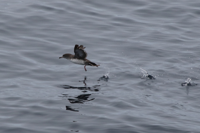 Pink-footed shearwater (Puffinus creatopus) taking off