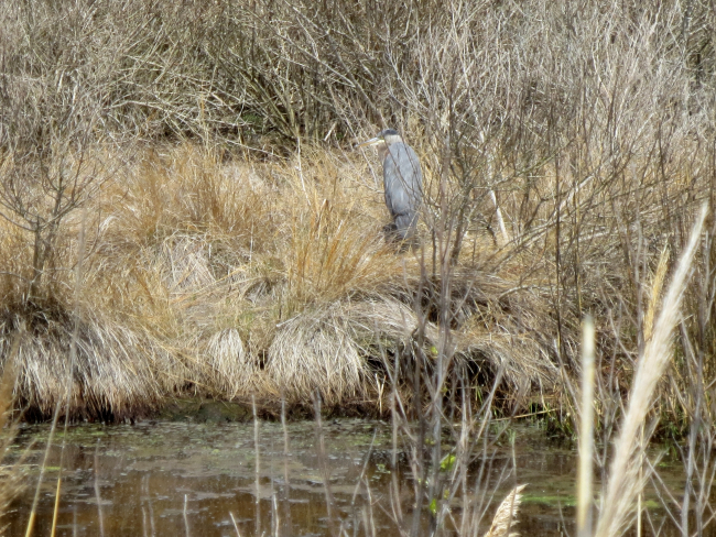 Blue heron camouflaged in the winter foliage